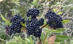 Grappes de baies noires de sureau mûres sur fond flou de verdure.