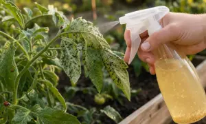 Main d'une personne pulvérisant un traitement sur des feuilles de tomate infestées par le puceron tomate. Des coccinelles sont visibles sur les feuilles.