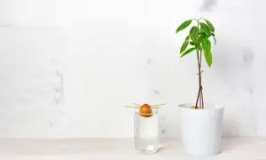 Un noyau d'avocat germe dans un verre d'eau, à côté d'un jeune plant d'avocat en pot. Le début d'une belle aventure pour faire pousser un avocat.