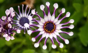 Fleurs d'ostéospermum aux pétales blancs et violets, leur entretien est simple pour une floraison éclatante.