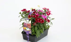 Un pot de fleurs multicolores, dont un magnifique oeillet de chine, prêt à égayer un jardin ensoleillé.