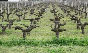 Vignes taillées en taille guyot double, leurs troncs noueux et leurs branches s'étendent sur un tapis d'herbe verte.