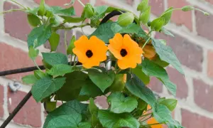 Deux fleurs orange vif, des suzanne aux yeux noirs, s'épanouissent sur un fond de briques rouges.