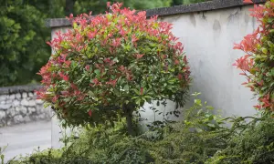 Un arbuste photinia aux feuilles rouges et vertes, taillé en boule, se dresse près d'un mur en béton.