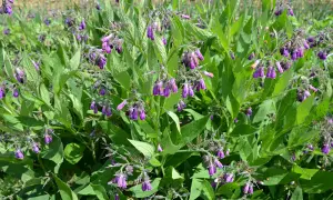 Plantes de consoude aux fleurs violettes pendantes, prêtes à être transformées en purin de consoude pour le jardin.