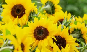 Un champ de semis tournesol sous une pluie fine, les pétales jaunes brillent d'eau.