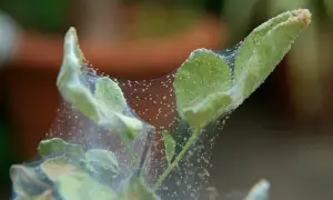 Des feuilles vertes recouvertes de toiles d'araignées et de minuscules araignées rouges. Un signe qu'un traitement contre l'araignée rouge est nécessaire.