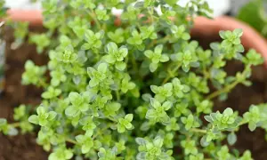 Gros plan sur un plant de thym citron aux petites feuilles vertes vives, prêt à parfumer vos plats.