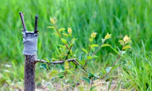 Bouture cerisier en pleine croissance, greffée sur un porte-greffe et entourée de verdure.