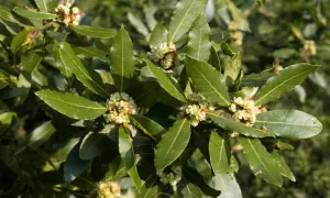 Feuilles vertes et fleurs pâles d'un laurier sauce, prêt à parfumer vos plats.