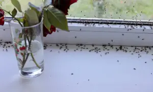 Une invasion de moucherons sur le rebord de fenêtre, près d'une rose fanée dans un verre. Comment se débarrasser des moucherons ?