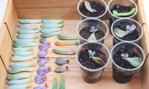 Des feuilles de plante grasse en attente de devenir de nouvelles boutures, certaines déjà en terre dans des gobelets.