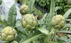 Quatre beaux artichauts en pleine croissance sur leur plante. Les feuilles vertes et épaisses entourent les bourgeons floraux prêts à être récoltés.
