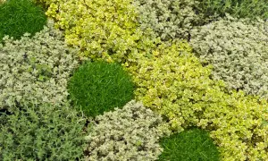 Un tapis végétal de thym aux feuilles vertes et panachées, parfait pour un jardin aromatique.
