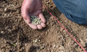Main d'une personne tenant des graines pour planter petit pois dans la terre.