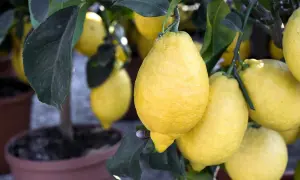 Citronnier en pot, chargé de citrons jaunes. Un bon engrais citronnier a permis cette belle récolte.