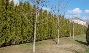 Une haie anti bruit dense et verte borde un jardin avec des arbres dénudés. Au loin, une maison aux toits bleus se dessine.