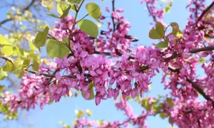 Rameau d'un arbre de Judée couvert de fleurs roses vives, sous un ciel bleu clair.