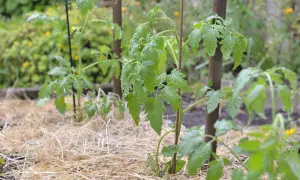 Jeunes plants de tomates, arrosés par la pluie, avec une bonne distance entre pied de tomate pour une croissance optimale. Paillage de paille.