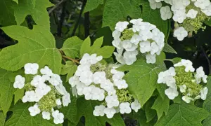 Grappes de fleurs blanches délicates de l'hortensia quercifolia, aux feuilles vertes lobées caractéristiques.