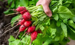 Un bouquet de radis fraîchement cueillis, leurs racines rouges et leurs feuilles vertes vibrantes. Une question se pose : pourquoi les radis piquent ?