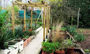 Un chemin de gravier serpente sous une pergola en bois, bordée de plantes en pots et de fleurs printanières. Une vigne sans fruit pour pergola attend de s'y accrocher.