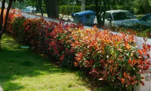 Un arbuste persistant croissance rapide borde une pelouse verte. Ses feuilles rougeoyantes créent une belle transition vers le vert.