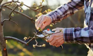 Un jardinier utilise un sécateur pour tailler un jeune pommier. Il apprend comment tailler un pommier trop haut pour favoriser sa croissance.