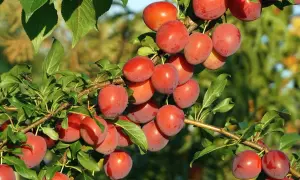 Grappe de pruniers mirabelles mûres, prêtes à être cueillies. Le soleil illumine ces fruits rouges et juteux sur leurs branches feuillues.