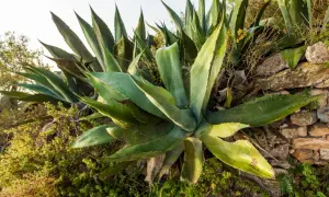 Gros plan sur une plante d'agave aux feuilles vertes et charnues, poussant sur un mur de pierres sèches.