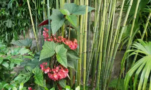 Begonia aux feuilles tachetées et fleurs roses, avec des tiges de bambou en arrière-plan. L'entretien de cette plante est simple.