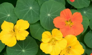 Capucines comestibles aux couleurs vives, jaunes et orangées, sur fond de feuilles vertes rondes.
