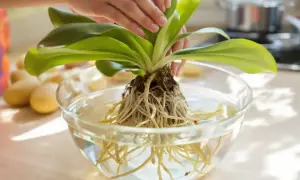 Orchidée aux racines saines trempant dans l'eau, prête pour un nouveau terre pour orchidée.