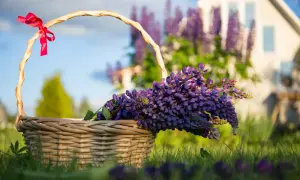 Panier en osier rempli de lupin fleur, décoré d'un ruban rouge, sur l'herbe verte devant une maison.