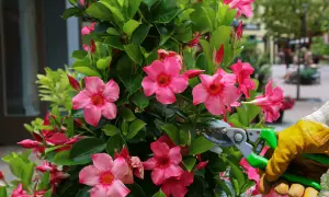 Maintenir la beauté de ce dipladenia rose en effectuant un entretien régulier. Les fleurs éclatantes et le feuillage luxuriant témoignent d'un soin attentif.