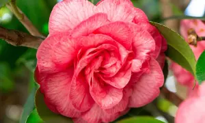 Une belle bouture camélia rose, avec des pétales délicats veinés de blanc, épanouie sur une branche verte.