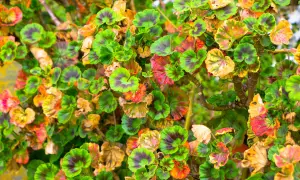 Feuilles de géraniums présentant des taches rouges et jaunes, signes de maladies.