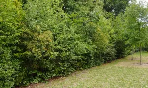 Un mur végétal dense, une parfaite plante brise vue, borde une pelouse verdoyante.