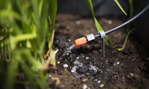 Goutte à goutte pour l'arrosage jardin, une petite buse orange diffuse de l'eau sur la terre humide près des plantes vertes.