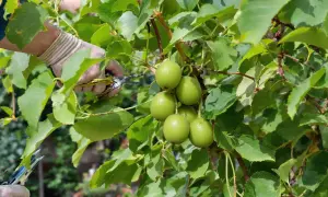 Main verte, des kiwis sont prêts à être cueillis. La taille kiwi est une étape importante pour la récolte.