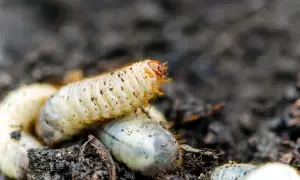 Gros plan sur une larve de cetoine, blanche et dodue, se déplaçant dans la terre. D'autres larves sont visibles autour.