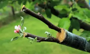 Un pommier en pleine croissance, prêt à greffer. Une nouvelle branche avec des bourgeons roses et verts est attachée à une branche plus ancienne.