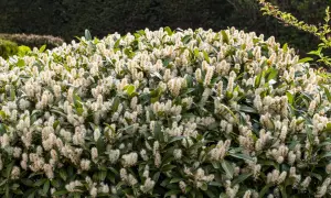 Un buisson dense de laurier cerise en pleine floraison, avec de longues grappes de petites fleurs blanches crémeuses.