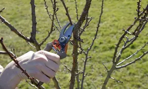 Main d'une personne utilisant un sécateur pour la taille d'un jeune abricotier.