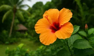 Magnifique fleur d'hibiscus orange vif, avec un cœur rouge profond. Le fond flou montre un paysage tropical luxuriant, idéal pour l'hibiscus entretien.
