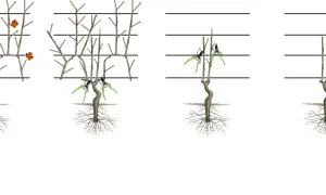 Étapes pour apprendre comment tailler un pied de vigne jeune. Illustration montrant la taille progressive d'une jeune vigne.