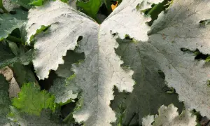 Feuilles de courgette couvertes d'oïdium. Un traitement est nécessaire pour sauver la plante.