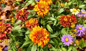 Magnifique fleur d'automne aux couleurs vives, mêlant le rouge, l'orange et le jaune, entourée de feuilles d'automne.