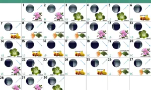 Calendrier lunaire de jardinage. Chaque jour indique une phase de la lune montante ou descendante, avec des icônes de fruits, légumes ou fleurs.