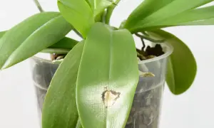 Feuille d'orchidée présentant une tache brune, signe d'une maladie des orchidées.